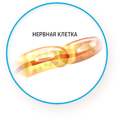 Строение нервной клетки